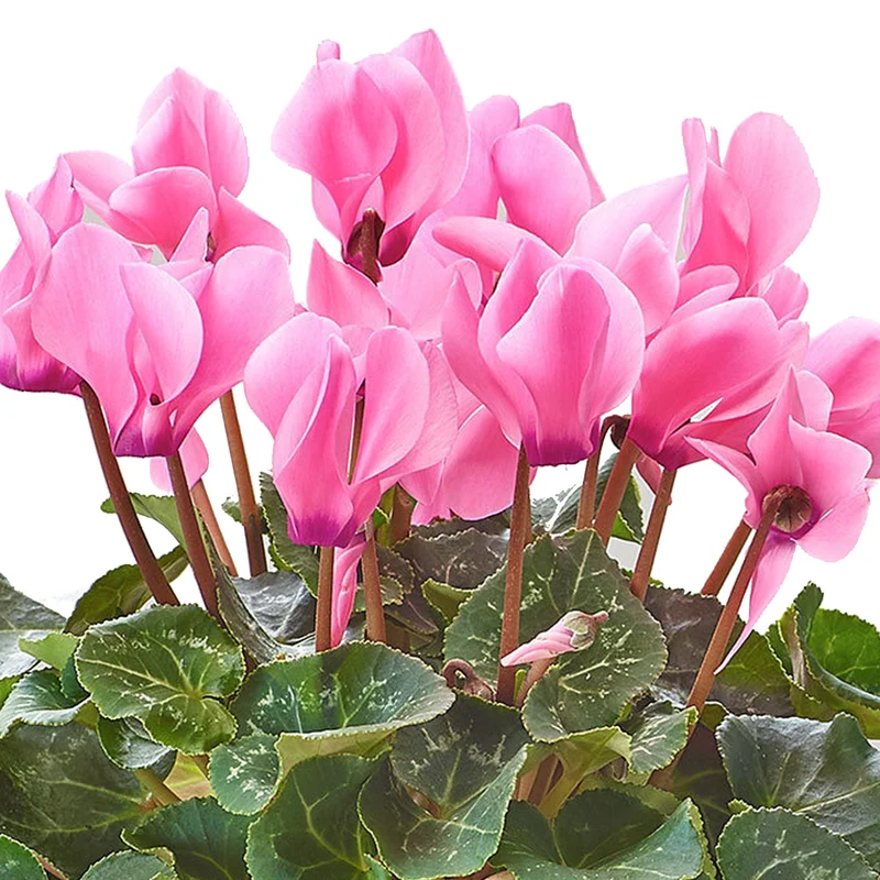 Pinkes Alpenveilchen