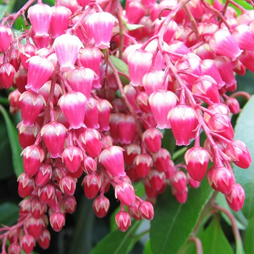 Lavendelheide 'Valley Valentine'
