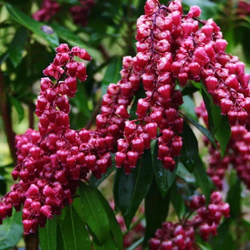 Lavendelheide 'Valley Valentine'
