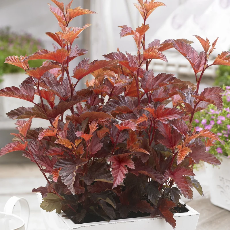 Blasenspiere 'Little Angel'