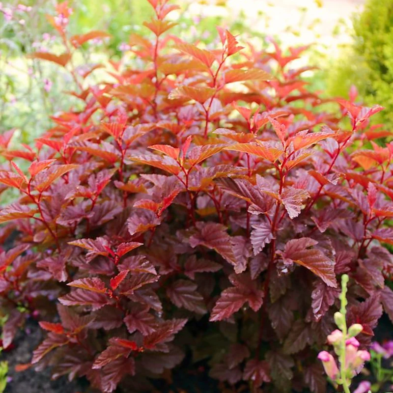 Blasenspiere 'Little Angel'
