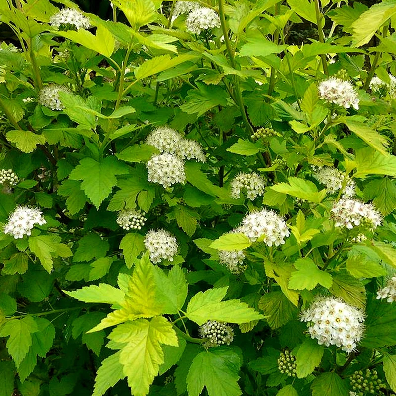Blasenspiere 'Dart's Gold'