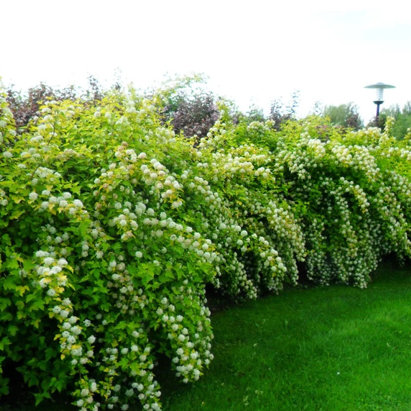 Blasenspiere 'Dart's Gold'