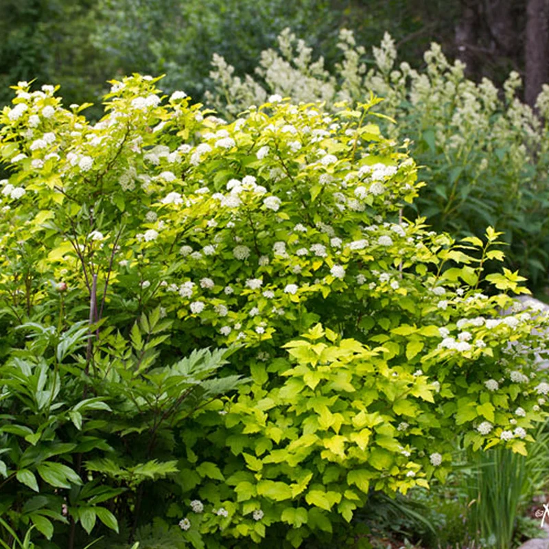 Blasenspiere 'Dart's Gold'