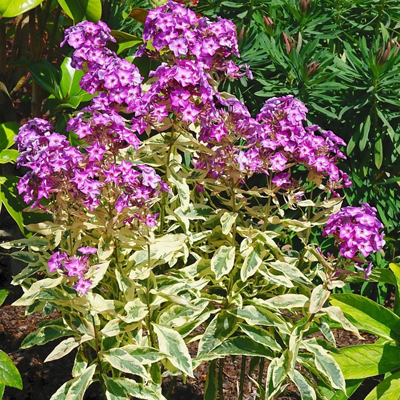 Flammenblume 'Olympus'