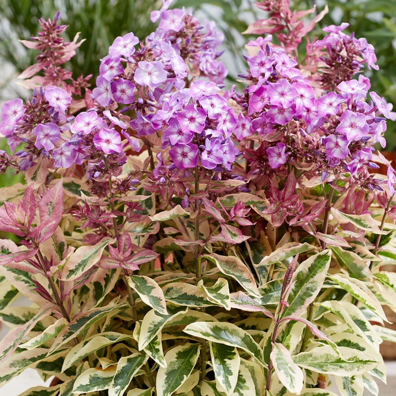 Flammenblume 'Olympus'