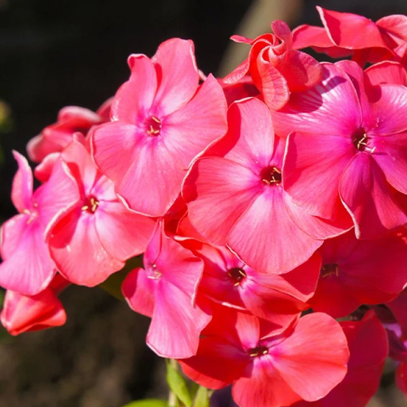 Phlox 'Famous Cerise'