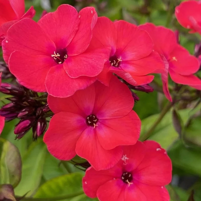 Phlox 'Famous Cerise'