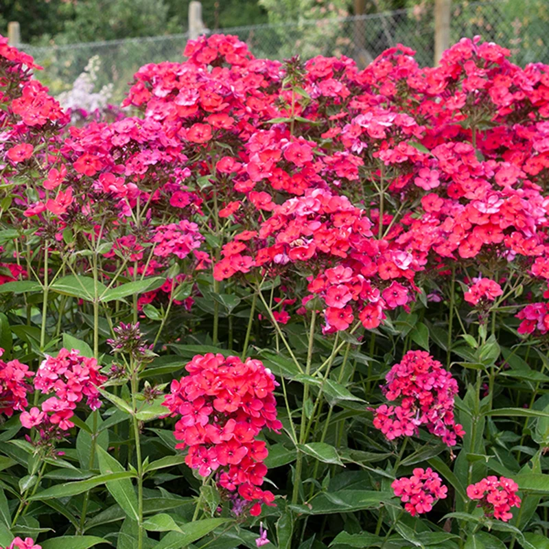 Phlox 'Famous Cerise'