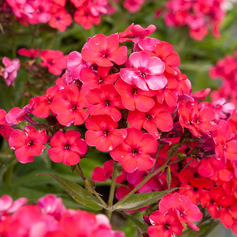 Phlox 'Famous Cerise'