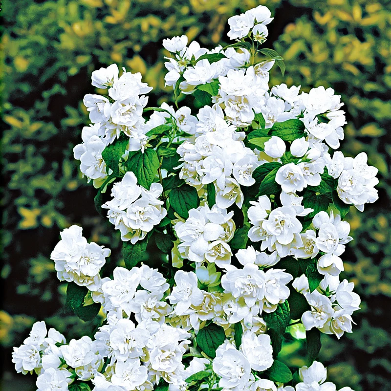 Pfeifenstrauch 'Virginal'