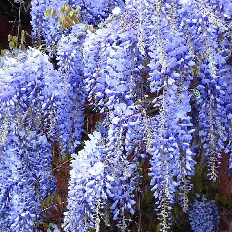 Glyzinie 'Blau'