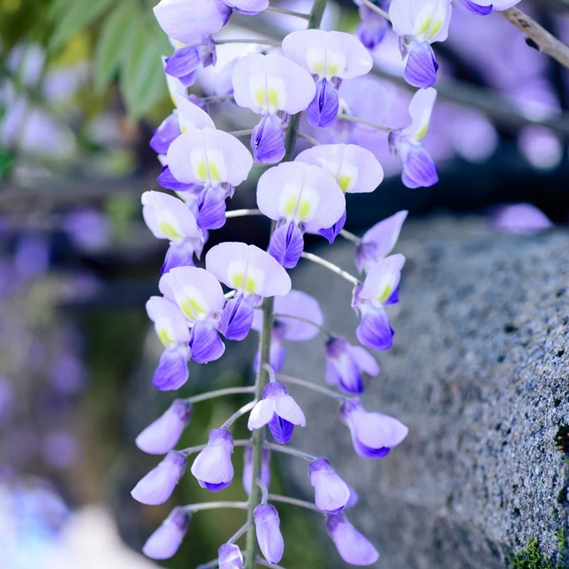 Glyzinie 'Blau'