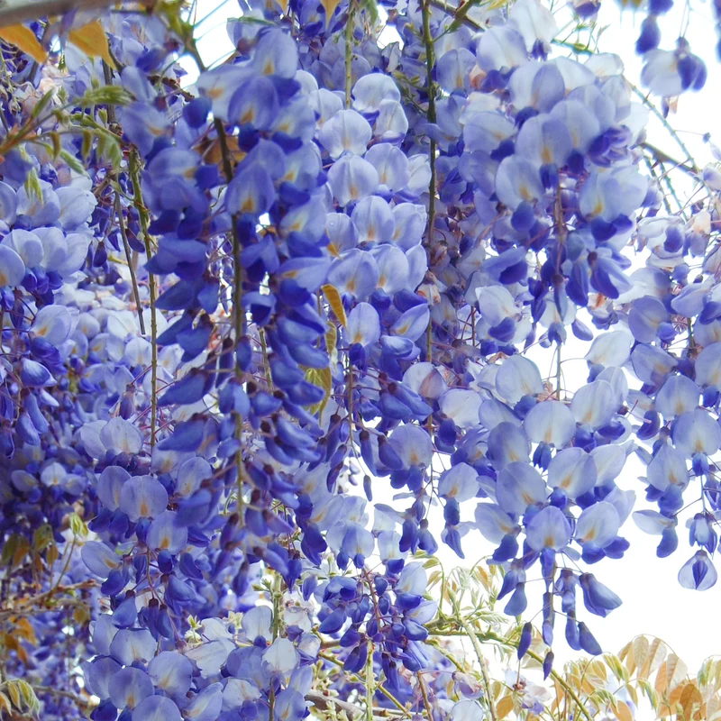 Glyzinie 'Blau'