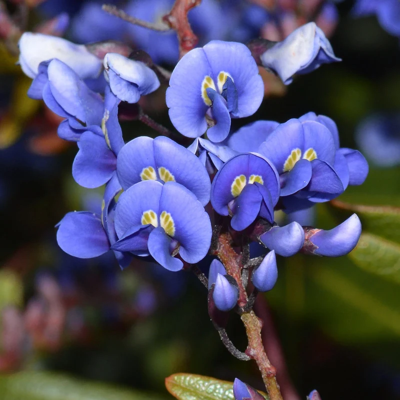 Glyzinie 'Blau'