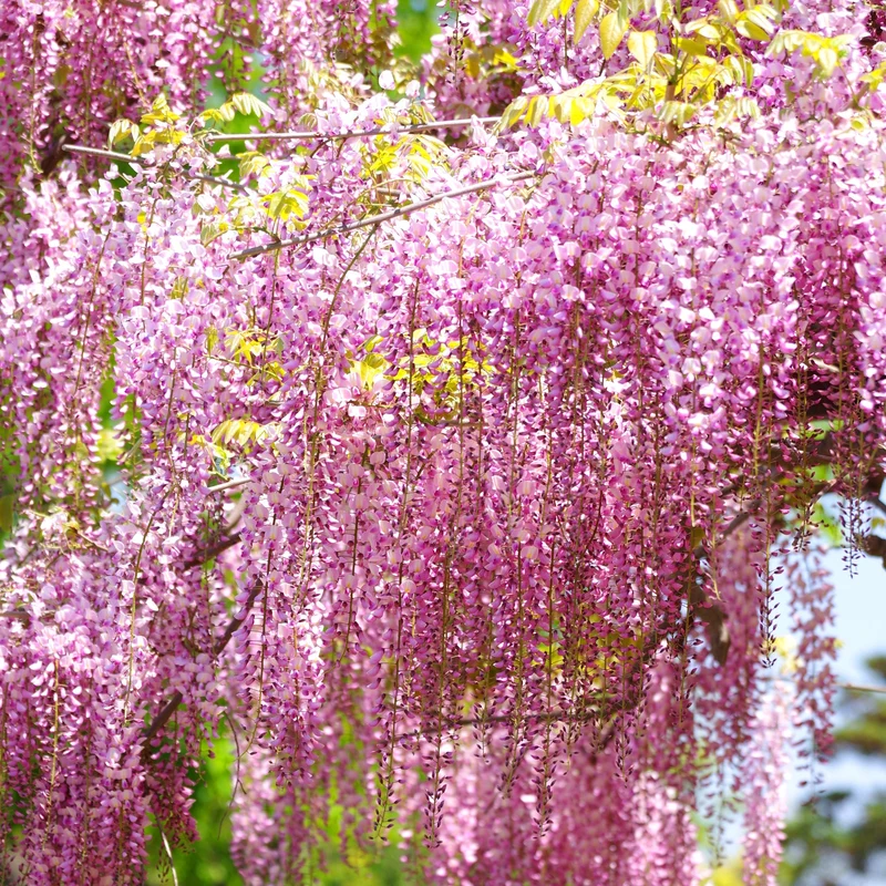 Wisteria Mix