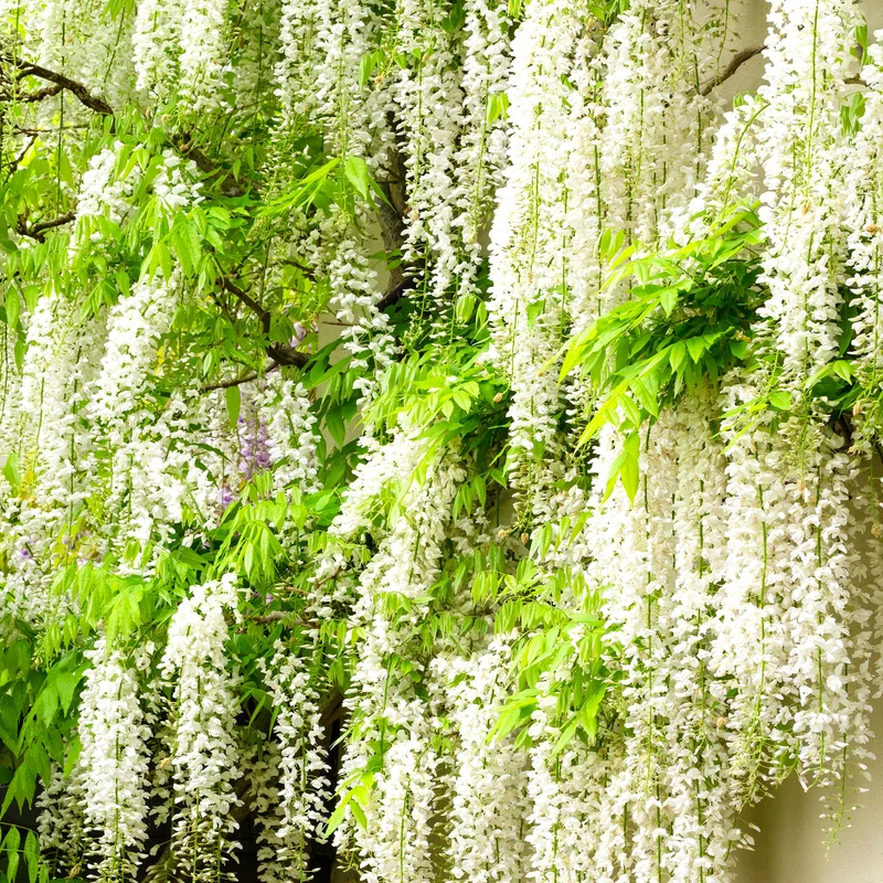 Wisteria Mix