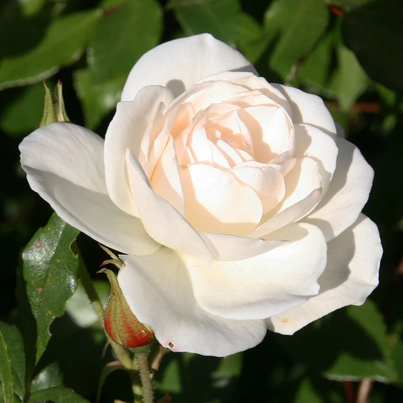 Weiße Rose