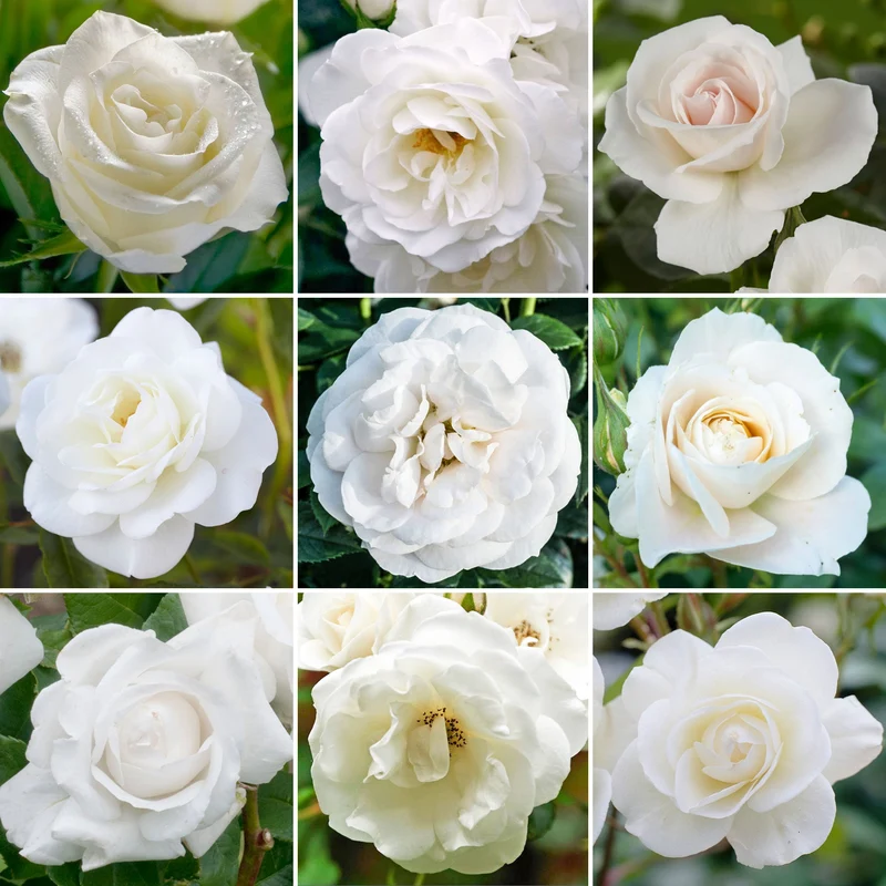 Weiße Rose