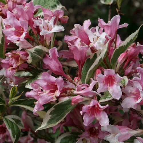 Weigela 'Variegata'