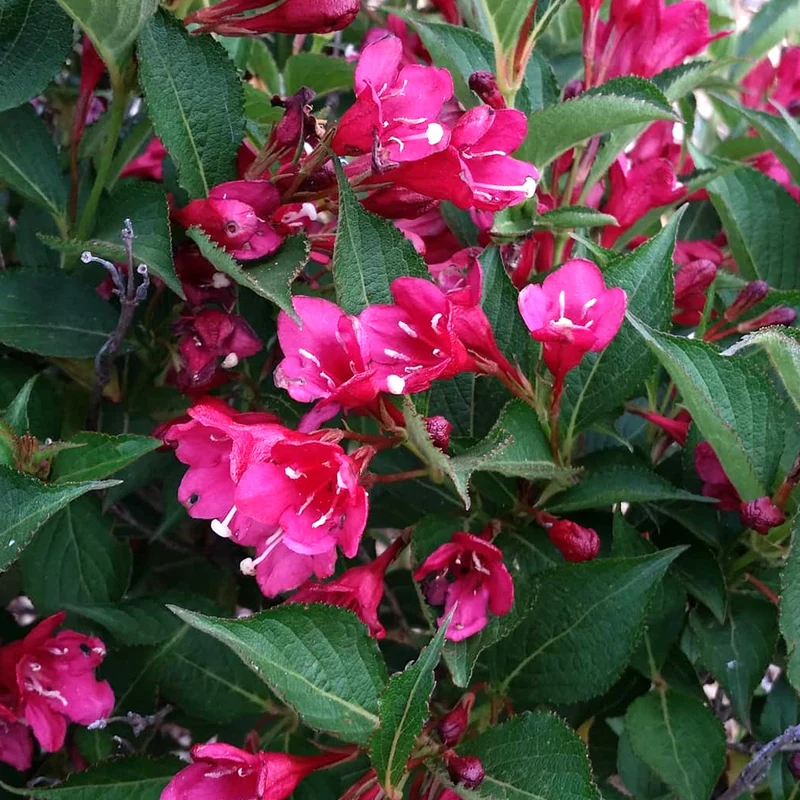 Weigela 'Eva Rathke'