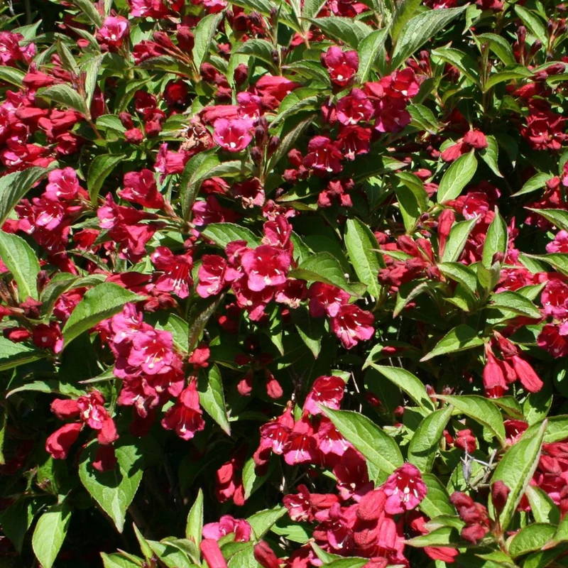 Weigela 'Eva Rathke'