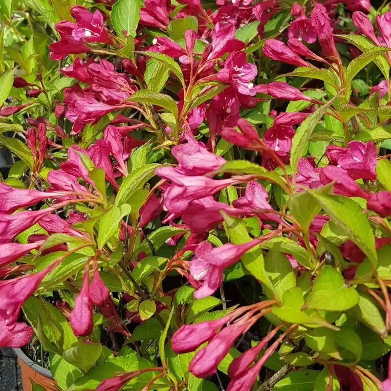 Weigela 'Eva Rathke'
