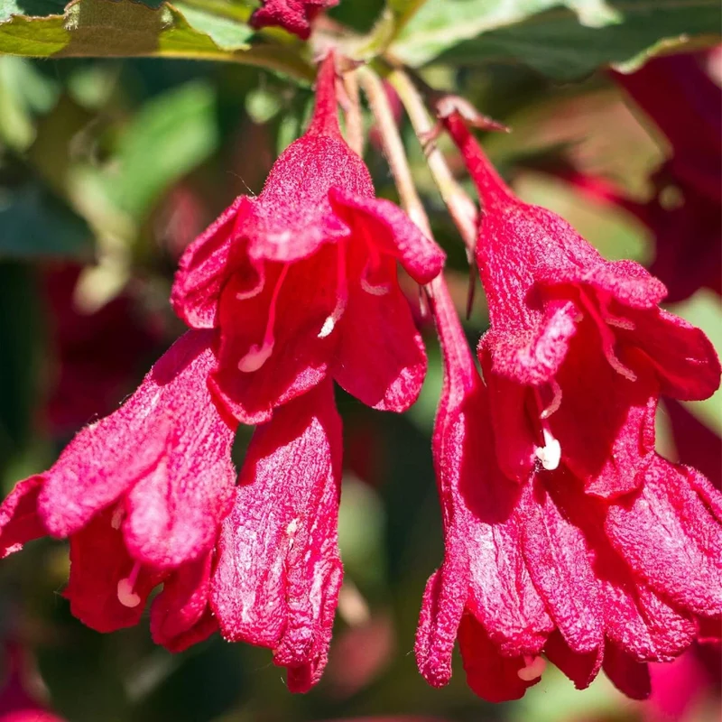 Weigela 'Eva Rathke'