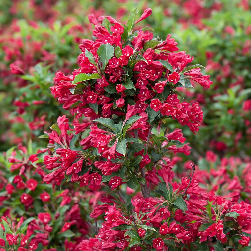 Weigela 'Courtared'