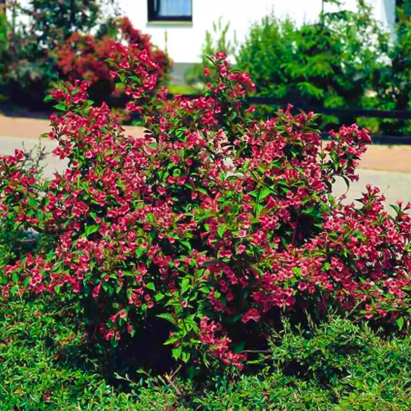 Weigela 'Courtared'