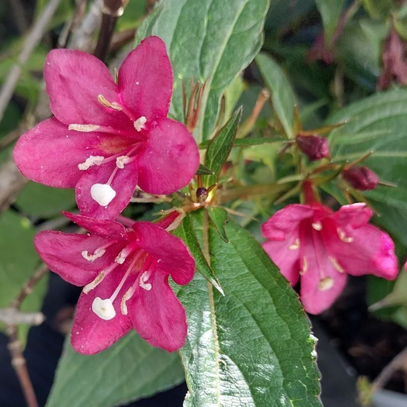 Weigela 'Courtared'