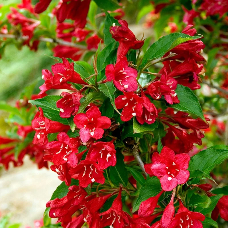 Weigela 'Courtared'