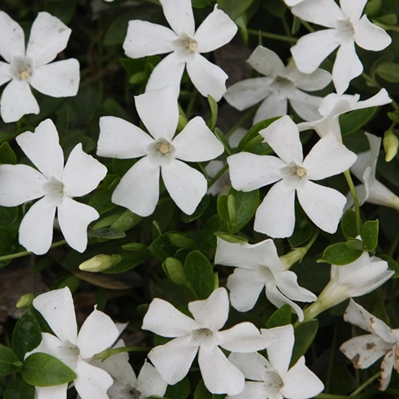 Vinca minor alba