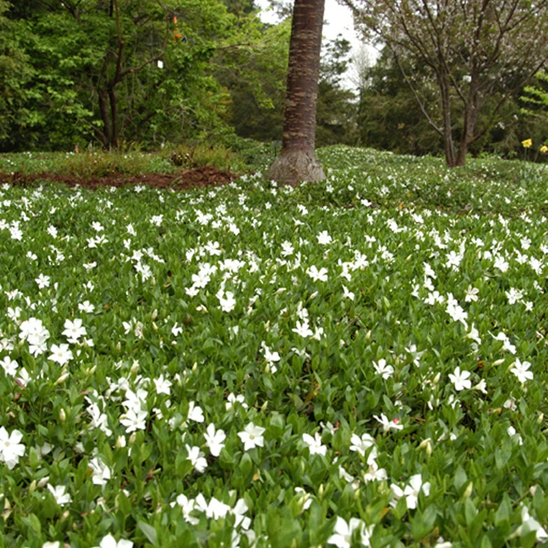 Vinca minor alba