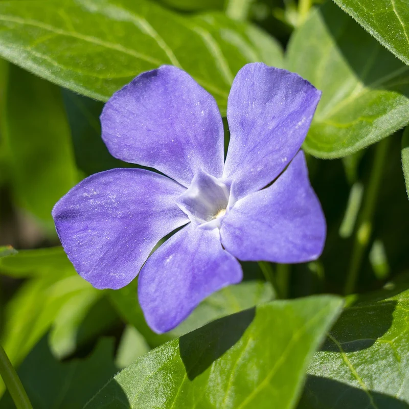 Vinca 'Ralph Shugert'