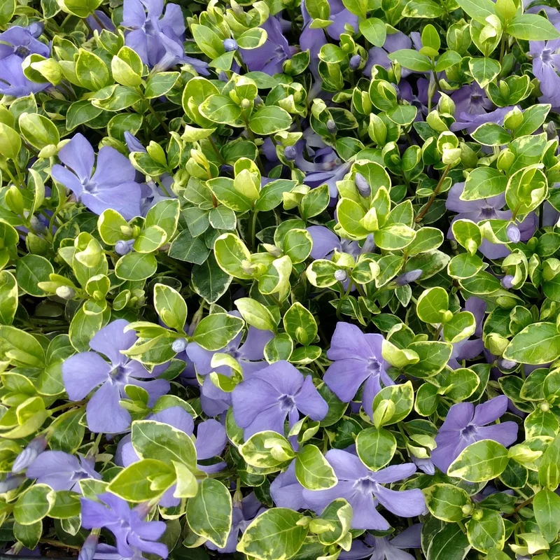 Vinca 'Ralph Shugert'