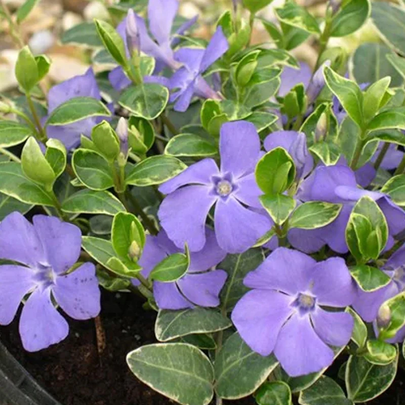 Vinca 'Ralph Shugert'