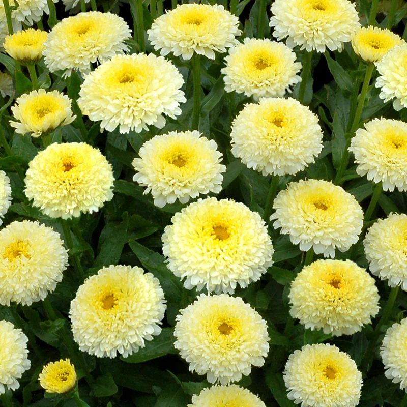 Margerite 'Luna'