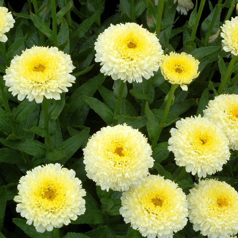 Margerite 'Luna'