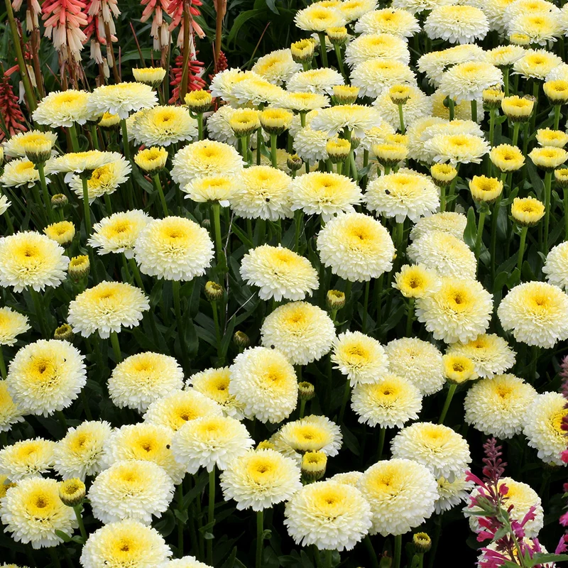 Margerite 'Luna'