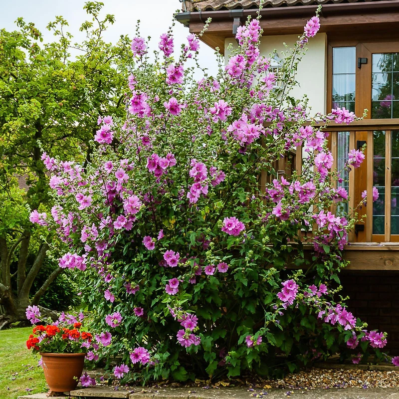 Buschmalve 'Rosea'