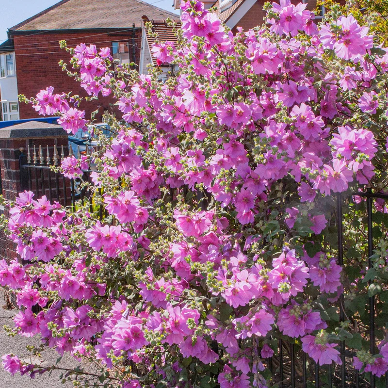 Buschmalve 'Rosea'