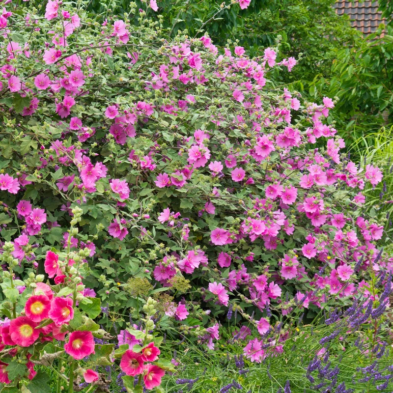Buschmalve 'Rosea'
