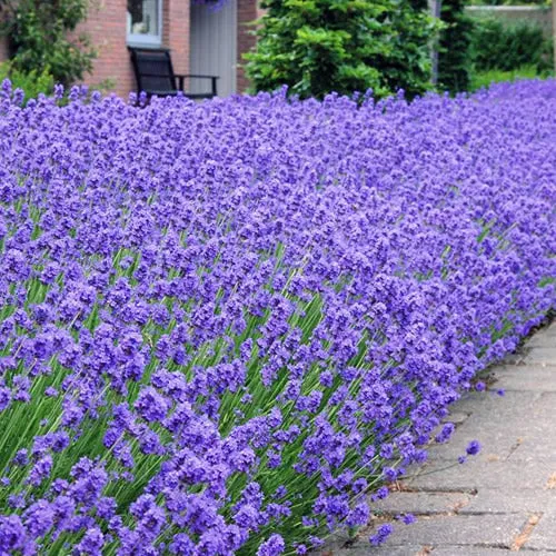 Lavendelhecke 'Hidcote'