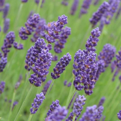 Lavendelhecke 'Hidcote'