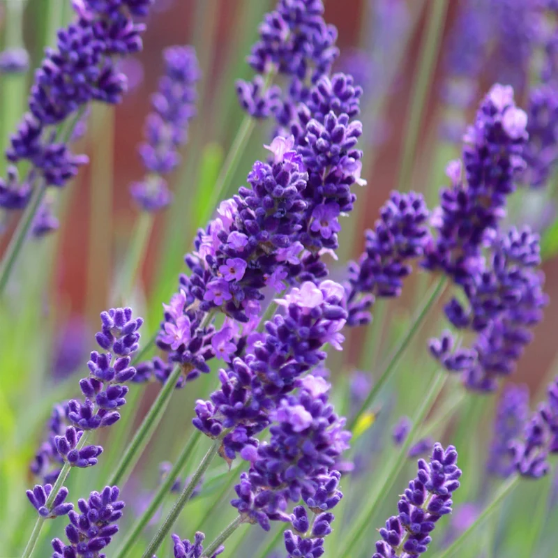 Echter Lavendel