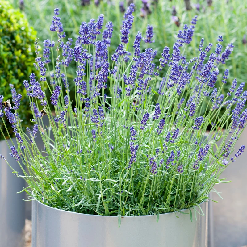 Echter Lavendel