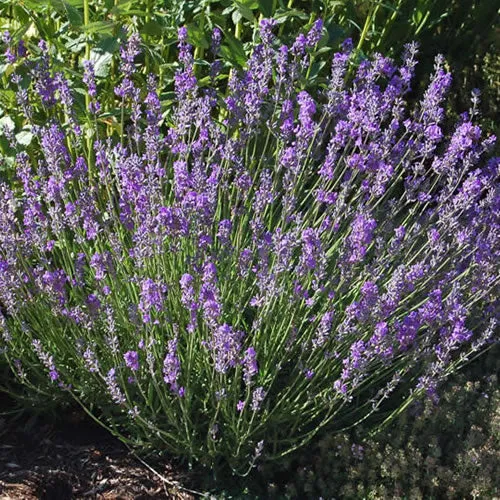 Echter Lavendel