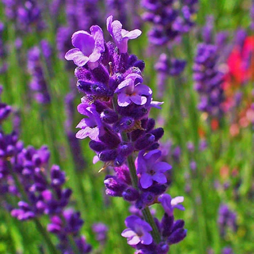Echter Lavendel