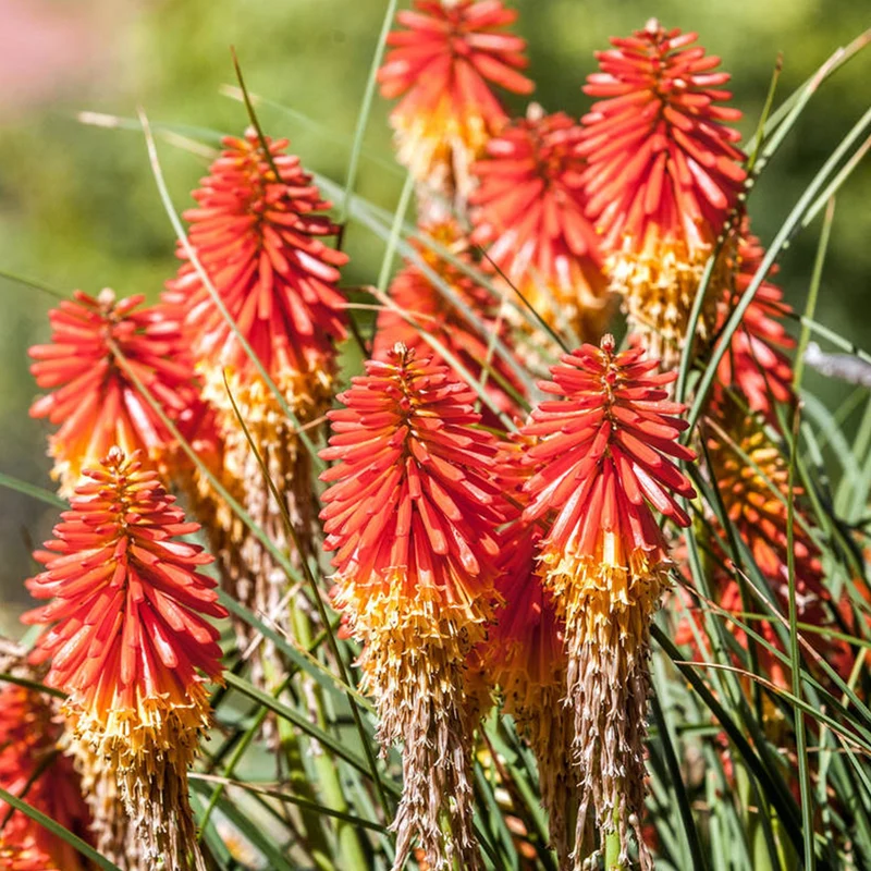 Fackellilie 'Papaya Popsicle'